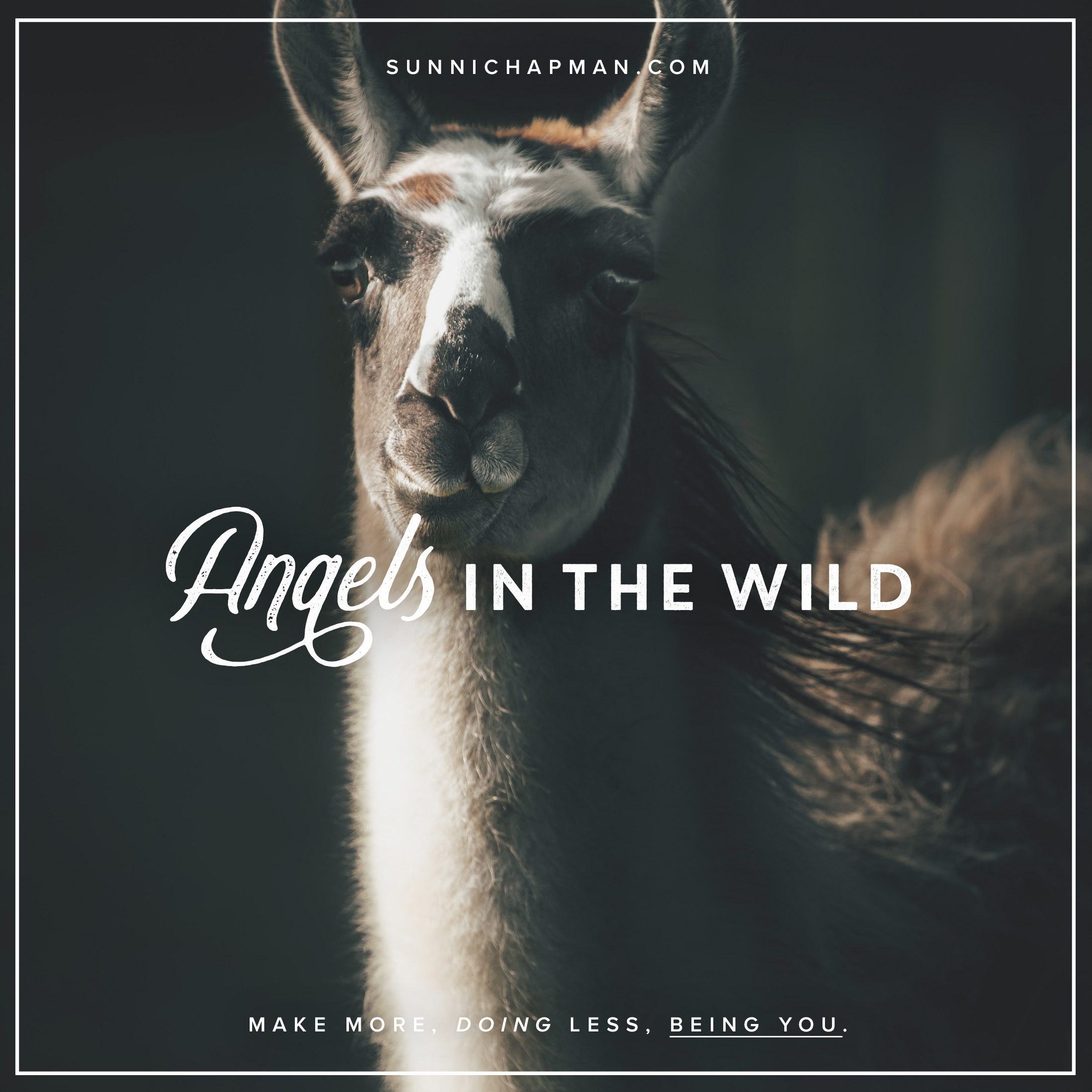 Lama and text: Angels In the Wild
