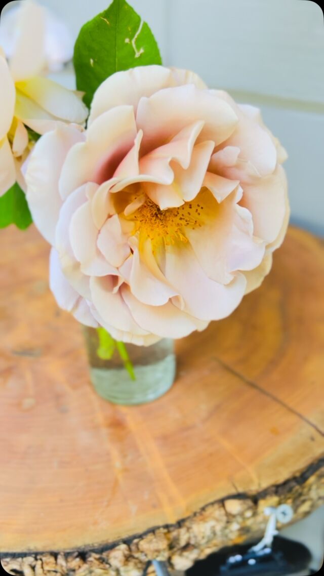 My first Koko Loco bloom of the season! Followed by Moonlight In Paris and Lichfield Angel 🥰 love them, can’t wait for the rest of my varieties to open too! 🥹😭
